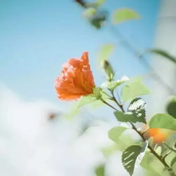 罗晋与唐嫣幸得识卿桃花面,从此阡陌多暖春