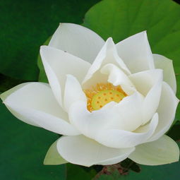 白莲花好看的微信头像qq头像扣扣居