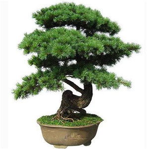 五种开运旺财的风水植物,你家有吗