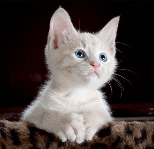 被猫抓伤了,就会得猫抓病吗