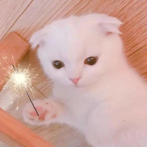 微信头像百里挑一