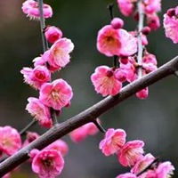 红梅花好运头像图片好运红色梅花头像
