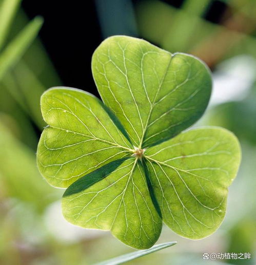 四叶草的花语是什么了解它背后的深刻寓意