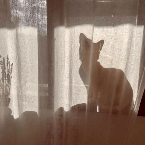 分享甜甜甜甜的猫猫头像