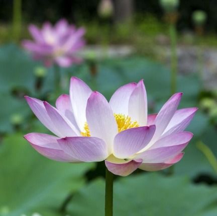 漂亮的莲花微信头像生肖