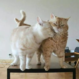 心疼这只白猫,不停靠近橘猫,却被一直嫌弃...