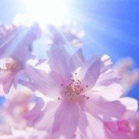 带来好运的微信头像花财运