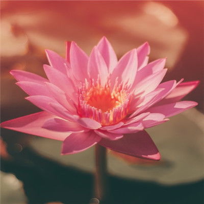 如诗如画荷花头像,粉嫩娇媚的荷花图片