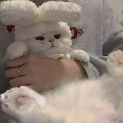 你家的猫有小肚腩吗,这可不是胖哦