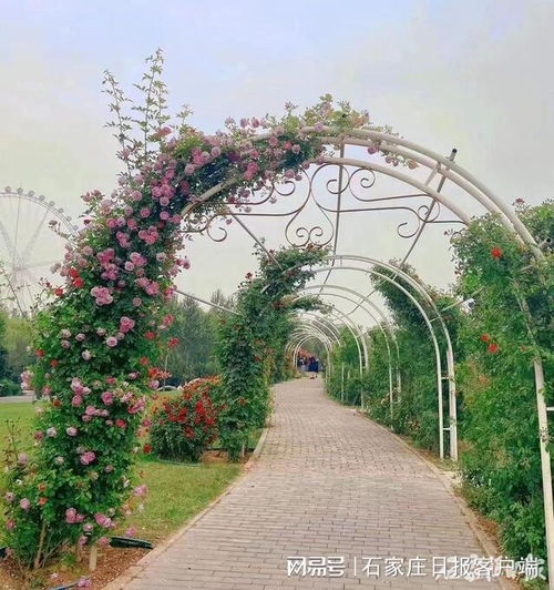 风吹花动,芬芳满园我市植物园20万余株近百种月季花竞相开放
