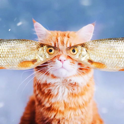 猫事跟着ins网红摄影师学拍猫