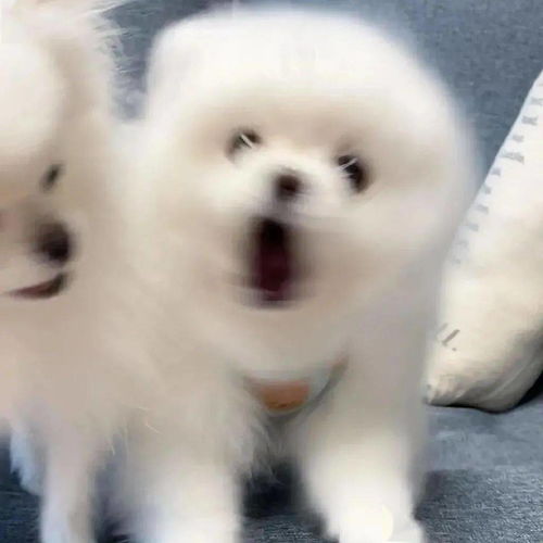 优质情侣头像