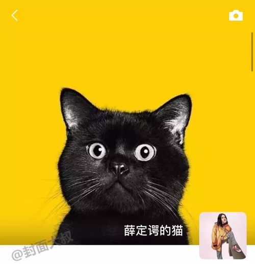 抖音头像怎么换金钱豹