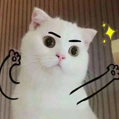 头像今日,宜吸猫