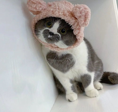 猫咪头像遇见你时欢喜加倍