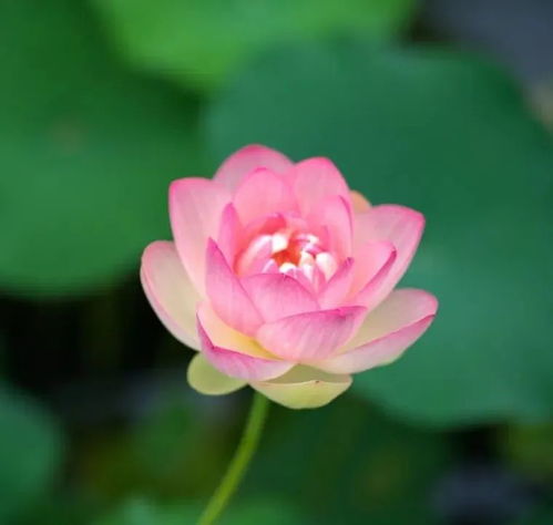 夜读丨祝你荷荷美美,好运莲莲