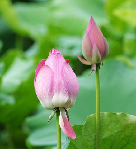 到了4月份,财运亨通,4属相满面春风,事业腾飞,福禄满满