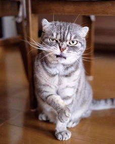 猫咪头像ins高级质感猫咪