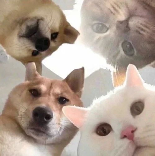 ins动漫情头