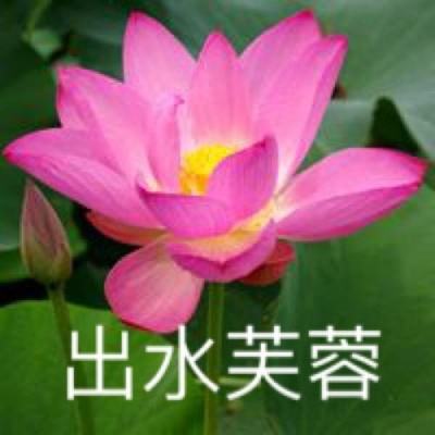 网上打桥牌