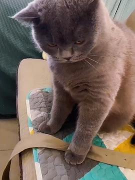 卡皮巴拉生病住院了,眼巴巴的看着橘猫吃鸡腿自己只能啃馒头二次元神奇动物在抖音卡皮巴拉治愈小宠小动物们能有多治愈