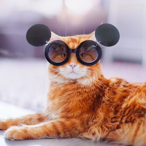 摄影师以大橘为重,猫主子太幸福了,让我有养猫的冲动
