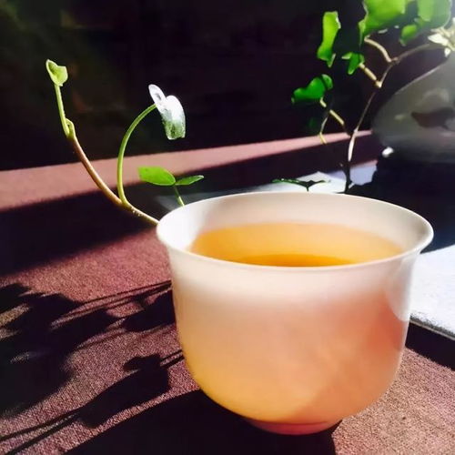 一杯茶微信头像黄色