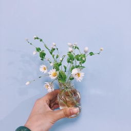 2019带好运的微信头像花朵吉祥好运的微信风景头像大全