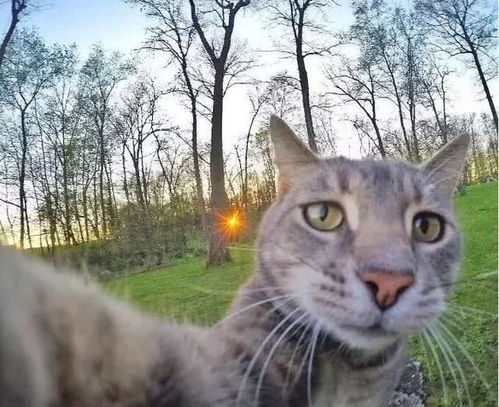 这只猫,因为喜欢中年大叔的方式自拍火了