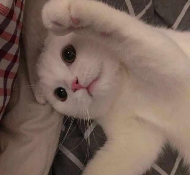 猫咪最初教育很重要,想要教出乖巧猫咪,优先教它上厕所和磨爪子
