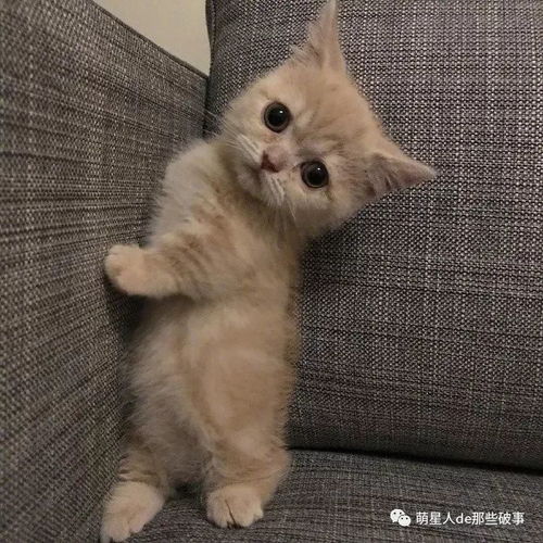 短腿圆脸的小橘猫真的是萌屎了啊