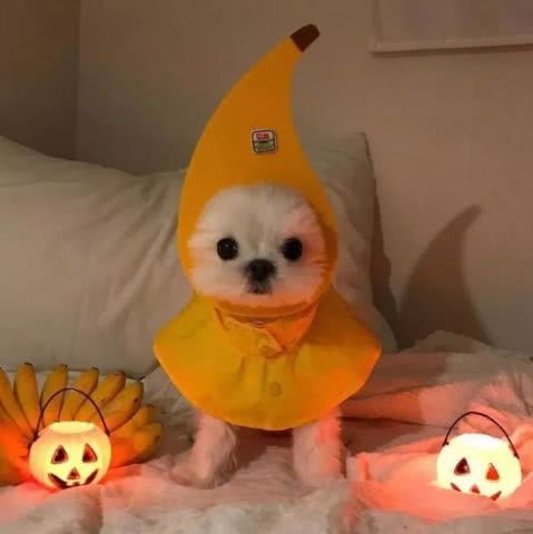 狗粮警告单身慎入