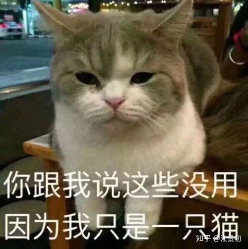 猫头像可爱微信头像表情包