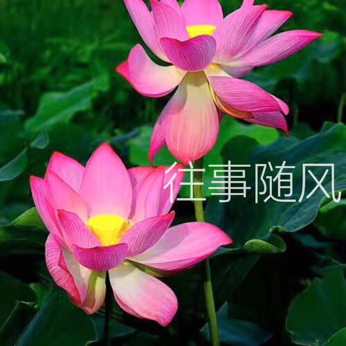 有哪些适合中年人用的头像