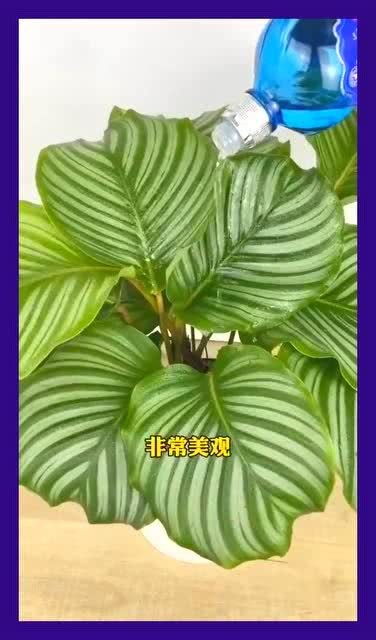 把家里的绿萝换了吧,这个苹果竹芋多美啊
