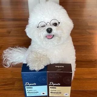 全世界最快乐的小狗,ins上竟然靠微笑吸粉百万粉丝