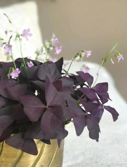 适合养在朝东窗台上的8种植物,开花植物和观叶植物可各养几种