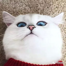 你见过自带眼线的蓝眼睛猫咪吗这里有一只