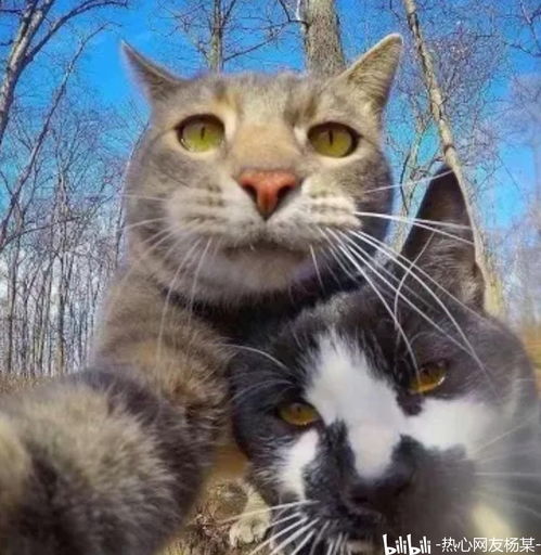 猫猫头像ins高级质感欧美
