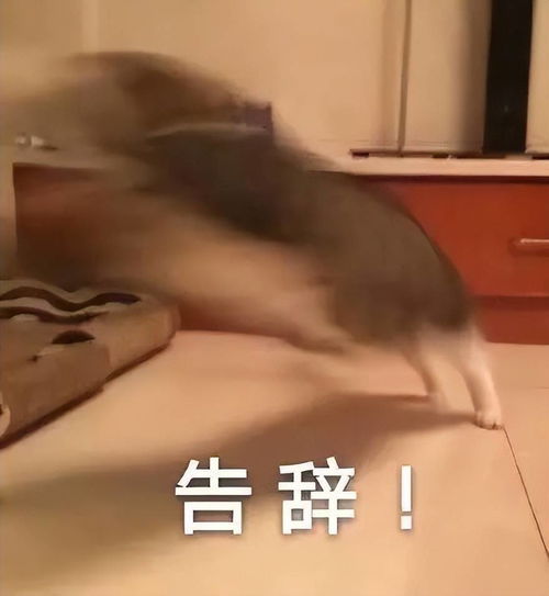 中年妈妈期末考试生存图鉴,太真实了看完笑岔气