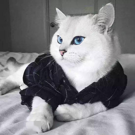 天生自带眼线的猫咪,美得让人嫉妒