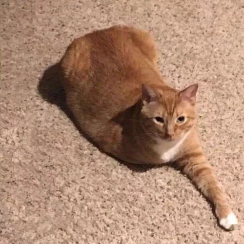 情侣抖音头像猫叫