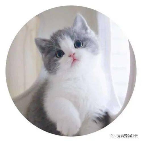 别藏了你肯定有猫养猫人的7大特征,你暴露了吗