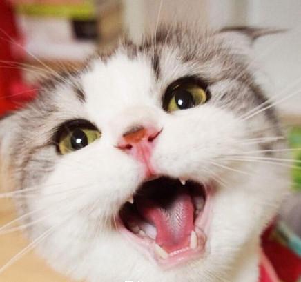 求这只猫咪的图片,越多越好,要高清的