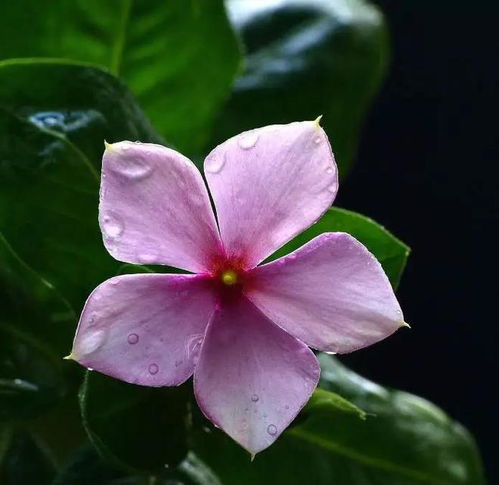 花含露一一花解语系列小诗