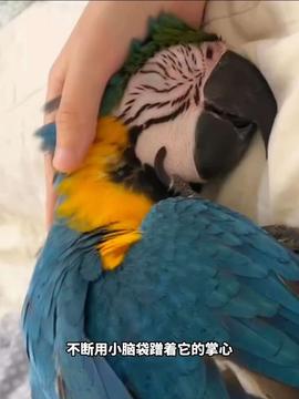 卡皮巴拉生病住院了,眼巴巴的看着橘猫吃鸡腿自己只能啃馒头二次元神奇动物在抖音卡皮巴拉治愈小宠小动物们能有多治愈
