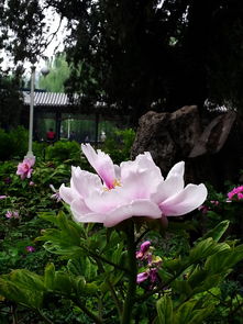 用三星gti9308拍摄的花和景