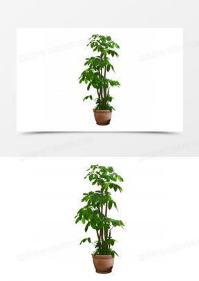 ins头像高级感发财树
