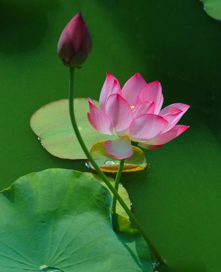 6月初开始,4属相咸鱼大翻身,喜讯不断,桃花满满