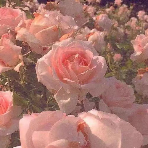花花背景图呵,女人,都是可爱的天使